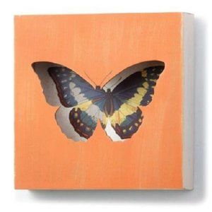 The Nathan Murrell Collection Butterfly Shadow Box